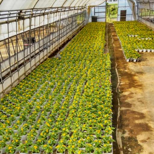 1950年から続く生花農家