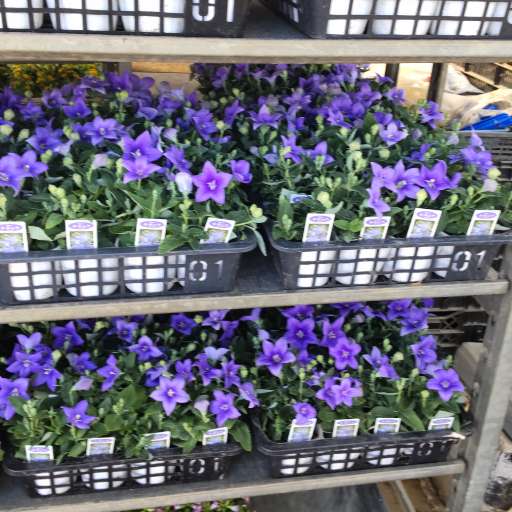 20種類以上のお花の苗